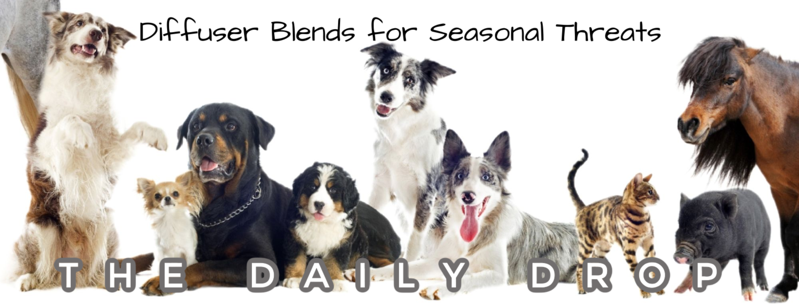 Animal Diffuser Blends for Seasonal Threats | From Sandy